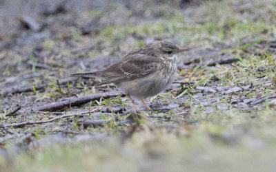 Blyth's pipit (Anthus godlewskii)