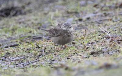 Blyth's pipit (Anthus godlewskii)
