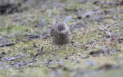 Blyth's pipit (Anthus godlewskii)