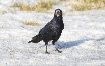 Rook (Corvus frugilegus)