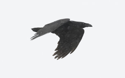 Common raven