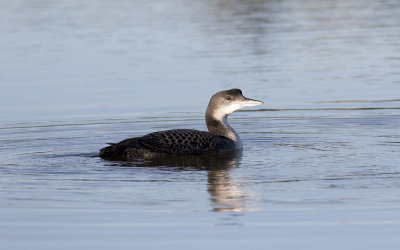 Great northern diver