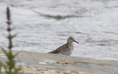 White-rumped sandpiper (Calidris fuscicollis)