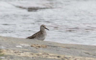 White-rumped sandpiper (Calidris fuscicollis)