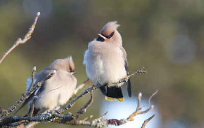 Bohemian waxwing (Bombycilla garrulus)
