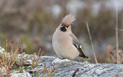 Bohemian waxwing (Bombycilla garrulus)