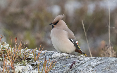 Bohemian waxwing (Bombycilla garrulus)