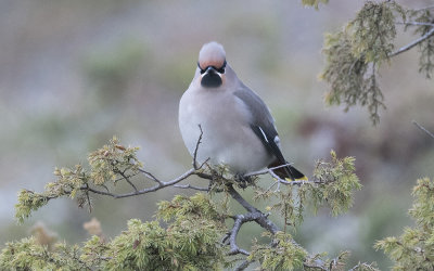 Bohemian waxwing (Bombycilla garrulus)