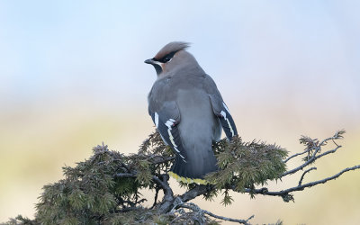 Bohemian waxwing (Bombycilla garrulus)