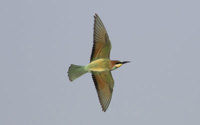 European bee-eater