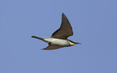 European bee-eater (Merops apiaster)