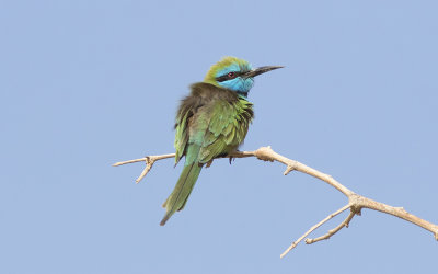 Arabian green bee-eater