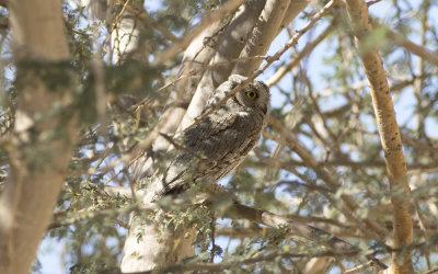 Pallid scops owl (Otus brucei)