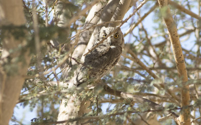 Pallid scops owl (Otus brucei)