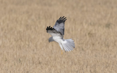 Hen harrier (Circus cyaneus)