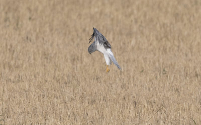 Hen harrier (Circus cyaneus)