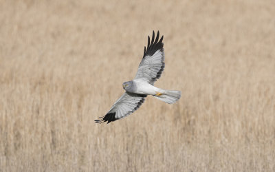 Hen harrier (Circus cyaneus)