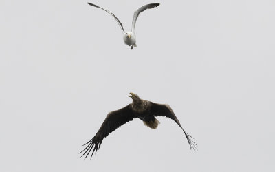 White-tailed eagle (Haliaeetus albicilla)