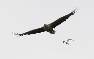 White-tailed eagle (Haliaeetus albicilla)