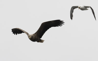 White-tailed eagle (Haliaeetus albicilla)