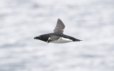 Razorbill (Alca torda)