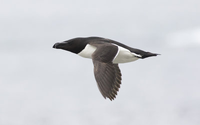 Razorbill