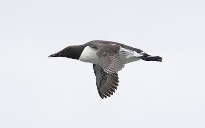 Common guillemot