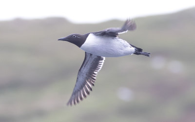 Common guillemot (Uria aalge)