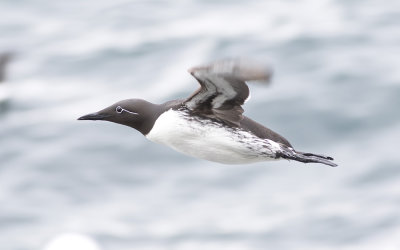Common guillemot (Uria aalge)