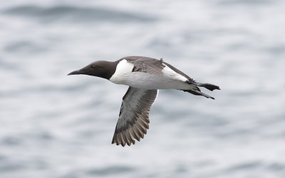 Common guillemot (Uria aalge)
