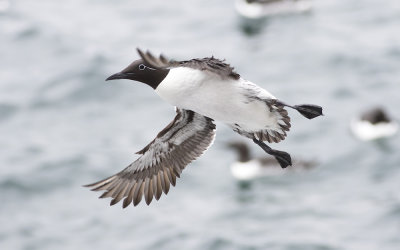 Common guillemot (Uria aalge)