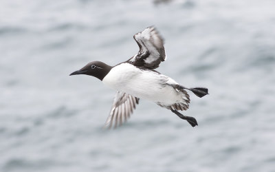 Common guillemot (Uria aalge)