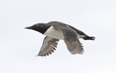 Common guillemot (Uria aalge)