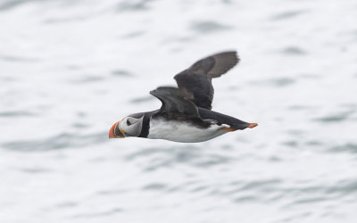 Atlantic puffin (Fratercula arctica)