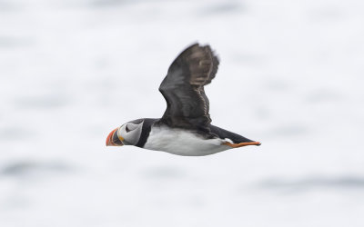 Atlantic puffin