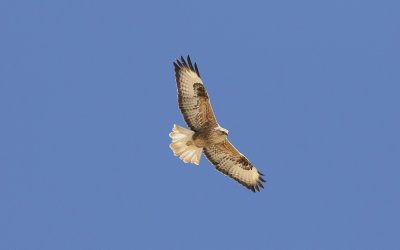 Long-legged buzzard
