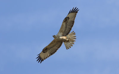 Long-legged buzzard (Buteo rufinus)
