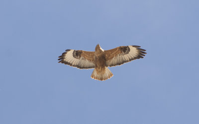 Long-legged buzzard (Buteo rufinus)