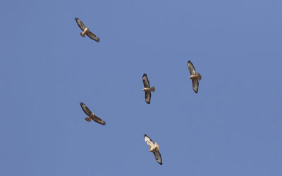 Steppe buzzard (Buteo buteo vulpinus)
