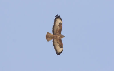 Steppe buzzard