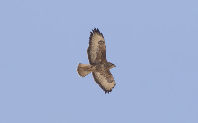 Steppe buzzard (Buteo buteo vulpinus)
