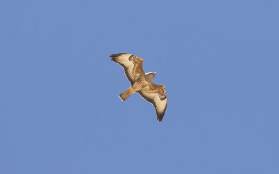 Steppe buzzard (Buteo buteo vulpinus)