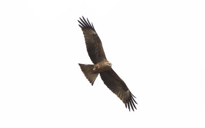 Black kite (Milvus migrans)