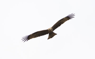 Black kite (Milvus migrans)