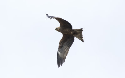 Black kite (Milvus migrans)