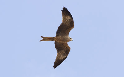 Black kite (Milvus migrans)