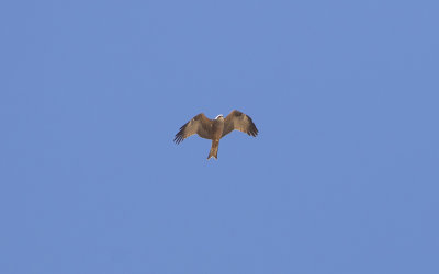 Black kite (Milvus migrans)