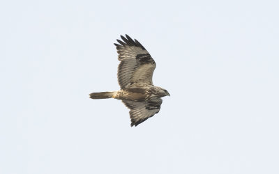 Rough-legged buzzard(Buteo lagopus)