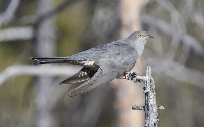 Common cuckoo (Cuculus canorus)
