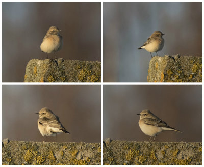 Pied wheatear (Oenanthe pleschanka)